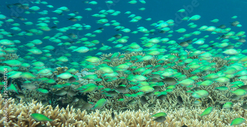 Foto Close up viewl of tiny Green Chromis, Chromis viridis, reef fish