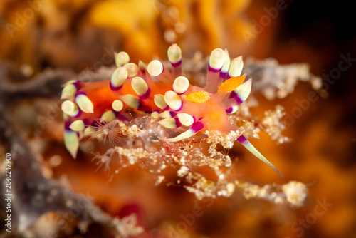 A nudibranch, likely a Janolus ignis, with vibrant orange and purple markings, rests on coral.