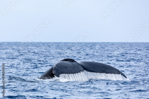 Humpback whale (Megaptera novaeangliae) fluke diving into the ocean.