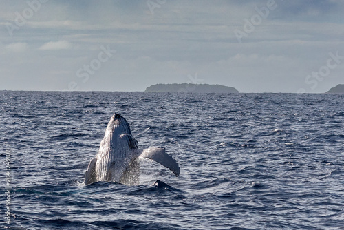 Photos A humpback whale (Megaptera novaeangliae) breaches the ocean surface near a distant island