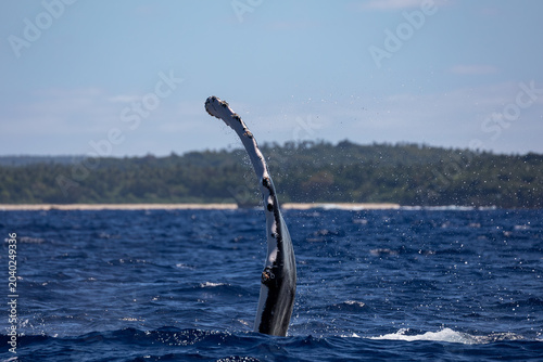 Fotografía A humpback whale (Megaptera novaeangliae) lifts its pectoral fin out of the water
