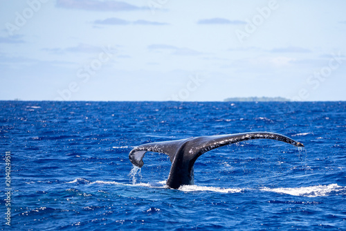 Tableau sur toile A humpback whale (Megaptera novaeangliae) fluke disappears into the deep blue ocean