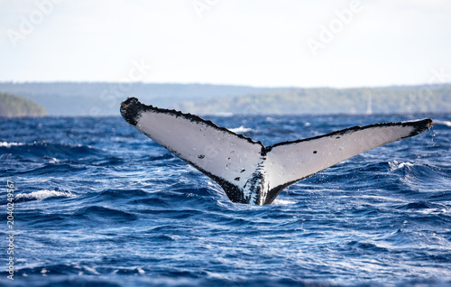 фотографія Humpback whale (Megaptera novaeangliae) fluke diving into the ocean