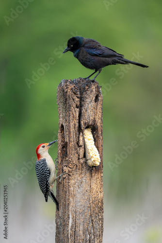 Red-Bellied Woodpecker and Grackle Competing for Suet at Wooden Post