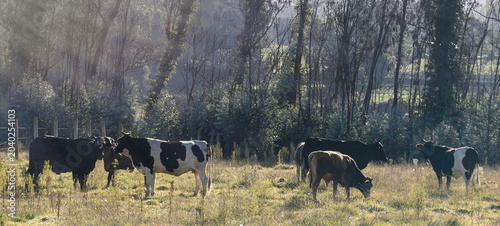 Tableau sur toile Cattle are mooing with sun rays