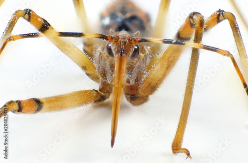 Common Bee Killer Assassin Bug