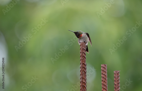 Ruby-Throated Hummingbird Perched on Rusty Rebar Against Green Bokeh