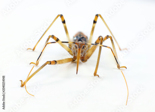 Common Bee Killer Assassin Bug