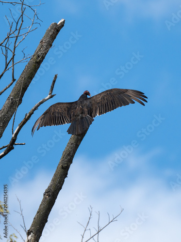 Turkey Vulture Spreading Wings on Bare Tree Against Blue Sky