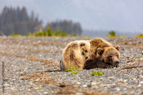 Bild auf Leinwand Mother grizzly bear and cub, Ursus arctos horribilis, sleeping on river bank