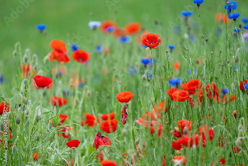 Vibrant Red Poppies and Blue Bachelor's Buttons in Dewy Wildflower Meadow