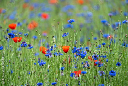Vibrant Red Poppies and Blue Bachelor's Buttons in Dewy Wildflower Meadow