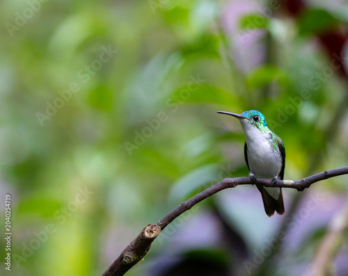 Fotografie Hummingbirds of Ecuador
