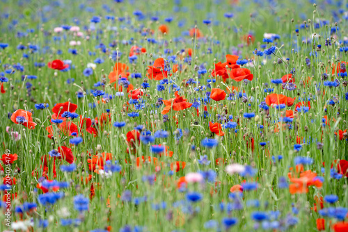 Vibrant Red Poppies and Blue Bachelor's Buttons in Dewy Wildflower Meadow