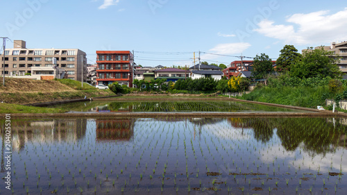 田植えが終わった田んぼ