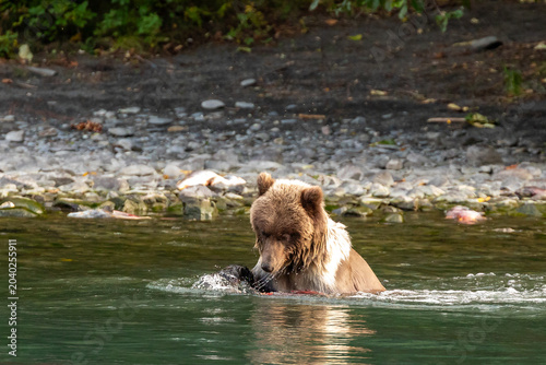 Φωτογραφία Young grizzly bear cub, Ursus arctos horribilis, catches and eats the fish in ri