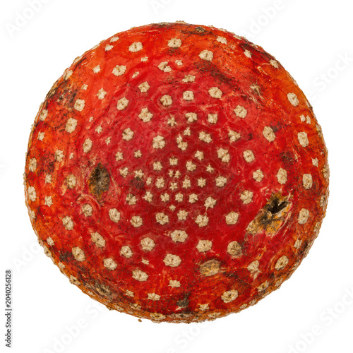 Red fly agaric mushroom cap isolated on transparent background, spotted amanita top view with white warts PNG