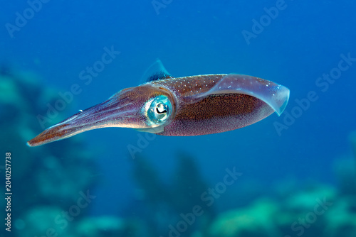 Canvas Print Reef Squid, Sepioteuthis sepioidea, displays vibrant color swimming through clea