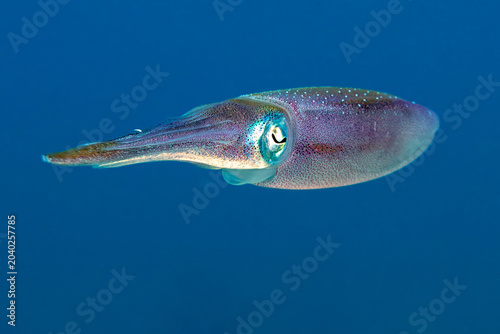Картината върху платно Reef Squid, Sepioteuthis sepioidea, displays vibrant color swimming through clea