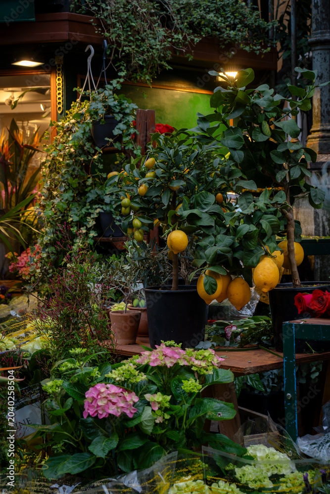 Fototapeta premium Lemon tree