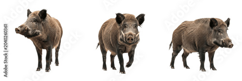 Принти на полотні Wild Boar Eurasian Hog Set: Isolated Realistic Forest Animal Pack, Brown Bristle