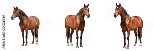Photos Brown Horse PNG Set, Isolated Realistic Bay Horses Clipart Pack, Thoroughbred St