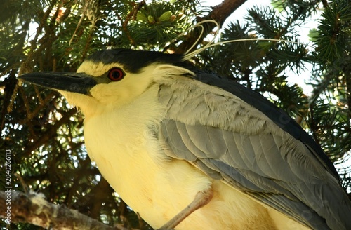 yellow billed hornbill
