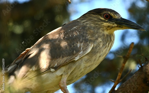red backed shrike