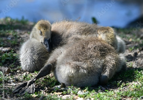 canada goose chicks