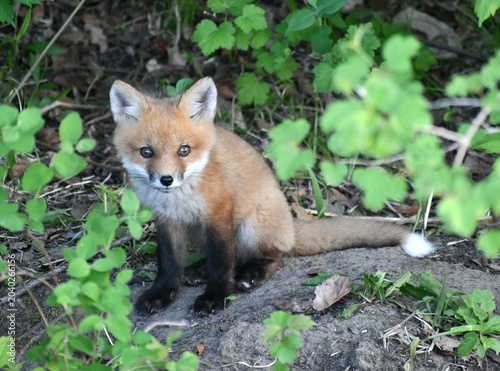 red fox vulpes