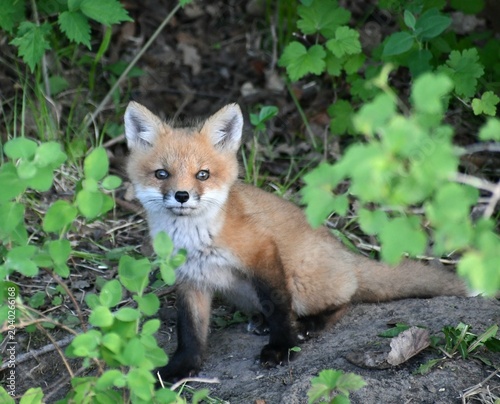 red fox vulpes