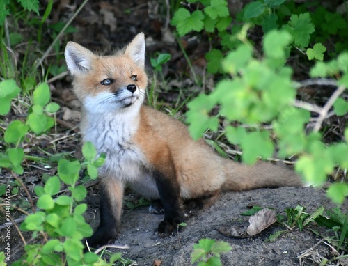 red fox cub