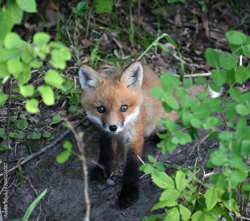 red fox vulpes