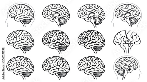 Foto Human brain cross-section and side view anatomy illustrations.