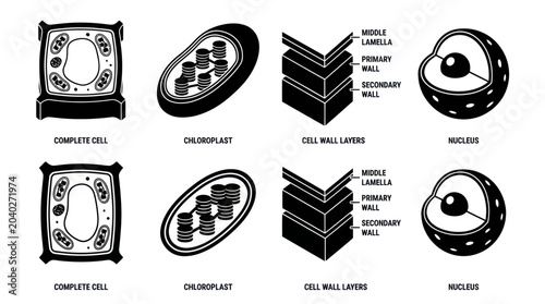 Fotografie Plant cell structure and organelle anatomy diagram icons.
