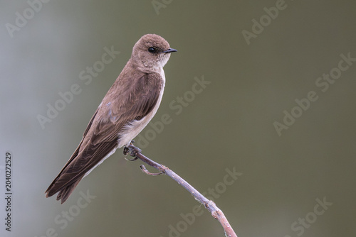 Foto Northern rough-winged swallow perched on a branch.