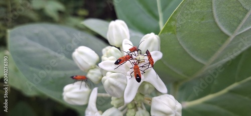 Fotografie Group of assassin bug on the white flowers