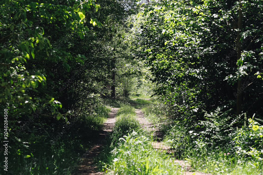 Obraz premium Narrow forest path surrounded by dense green vegetation. Natural woodland trail leading through trees. Peaceful outdoor landscape for hiking and nature exploration.