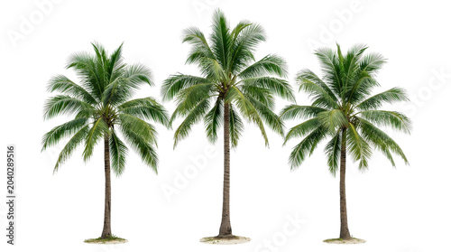 Three isolated palm trees with natural green fronds against geometric black and white background