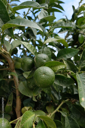 lime fruits on a branch close-up	