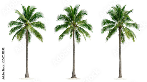 Three-stage palm tree silhouettes with geometric background, black
