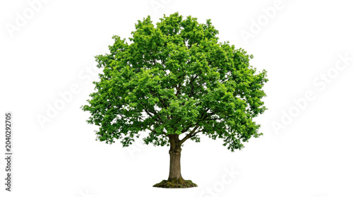 Cuadro en lienzo Lush green tree with broad leaves, centered against diagonal grid background, br
