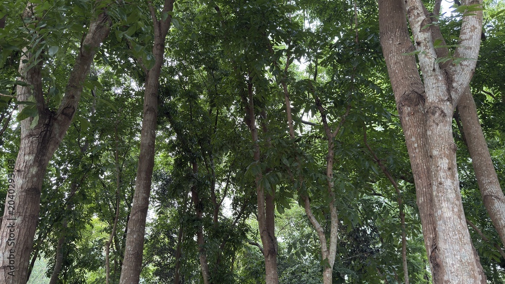 Fototapeta premium Tall tree trunks with abundant green leaves in a dense forest