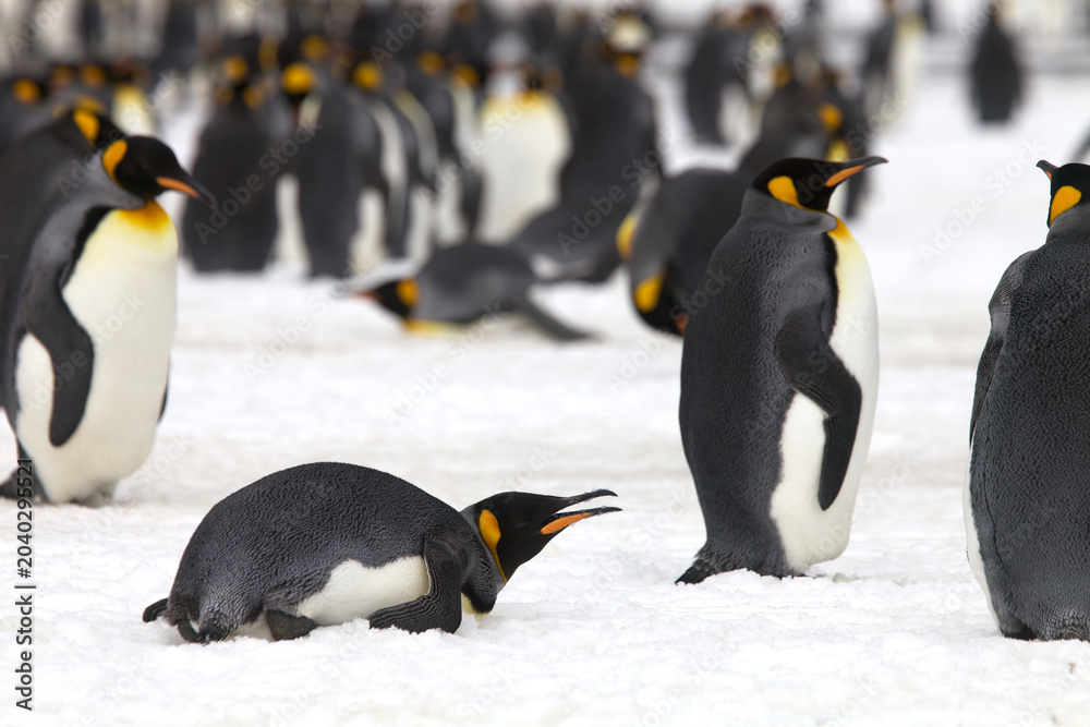 Obraz premium King penguins on South Georgia Island