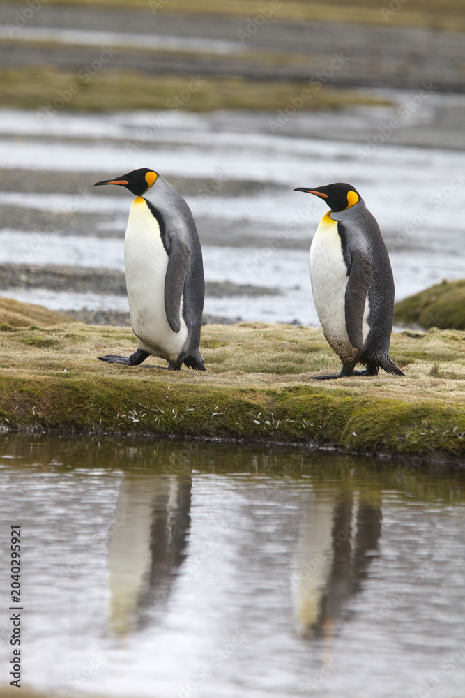 Fototapeta premium King penguins on South Georgia Island