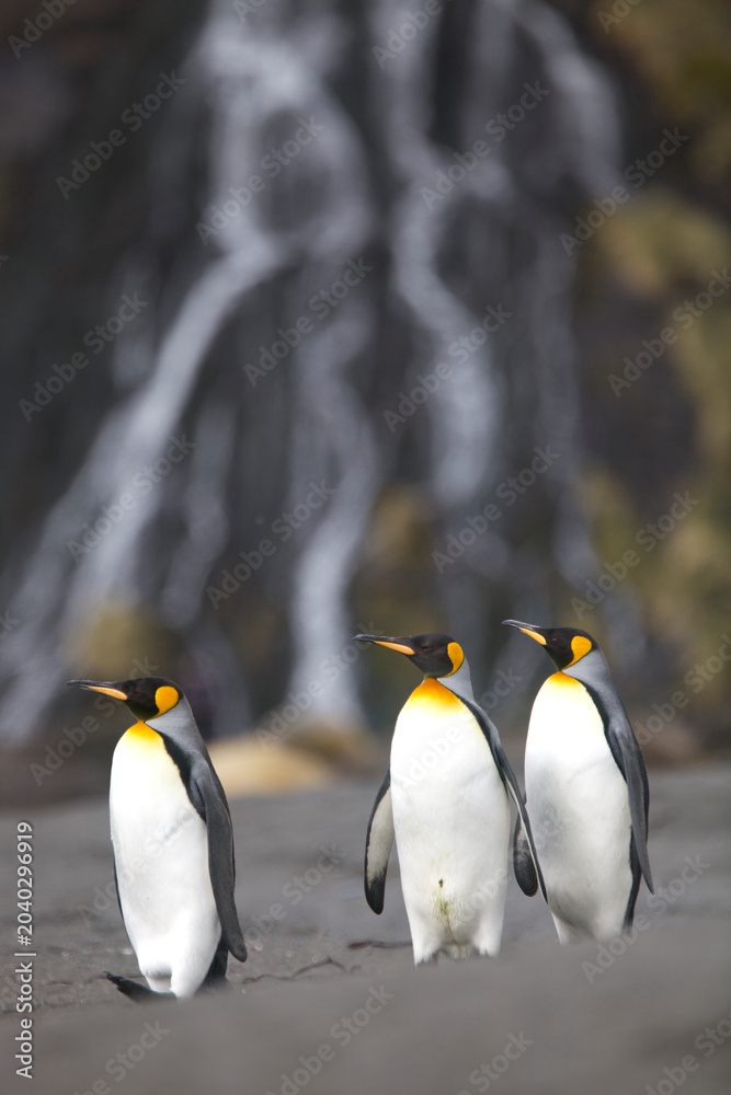Fototapeta premium King penguins on South Georgia Island