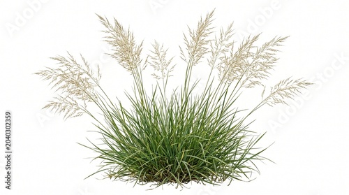 A lush green grass plant with tall beige plumes isolated on white background