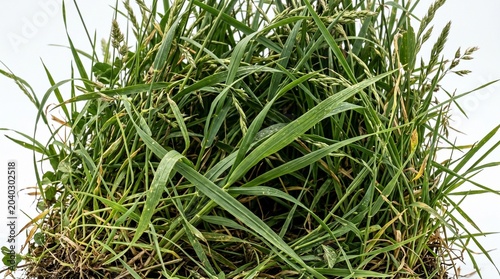 A lush green grass clump isolated on white background with some yellowing blades