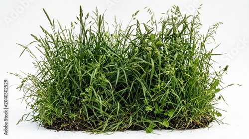 A clump of green grass on a white background, isolated on white background