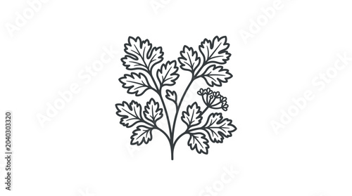 Coriander plant with leaves and seeds line art illustration.
